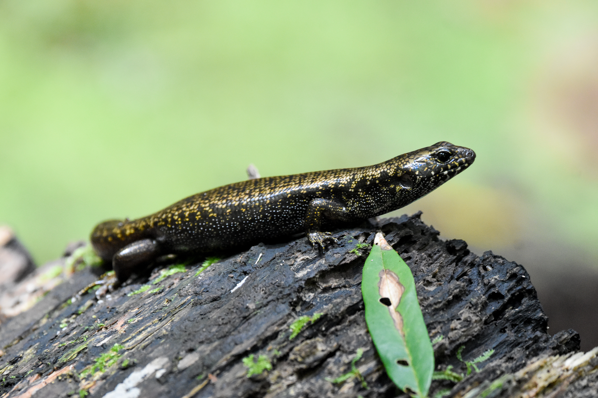Murray's Skink