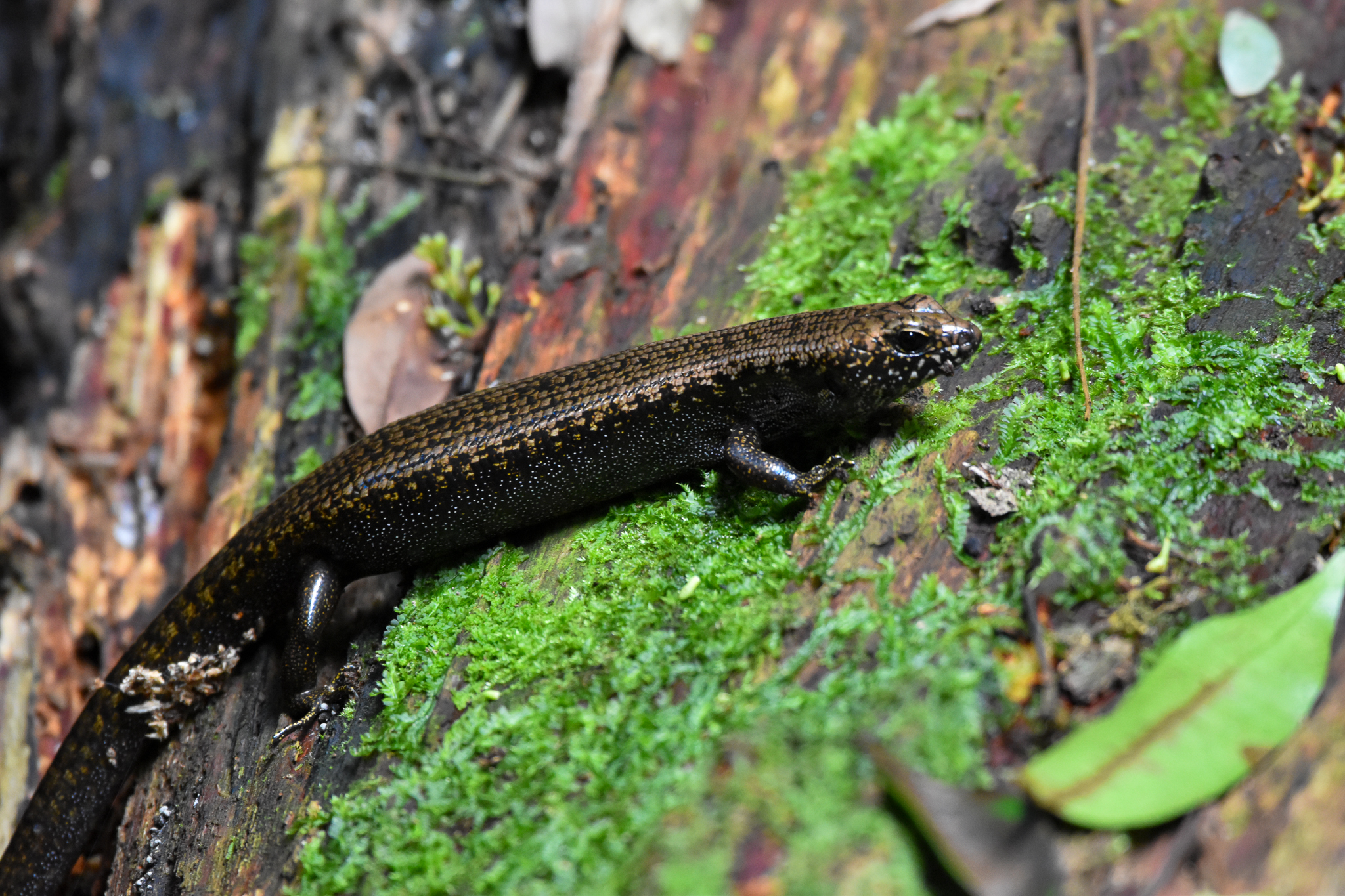 Murray's Skink