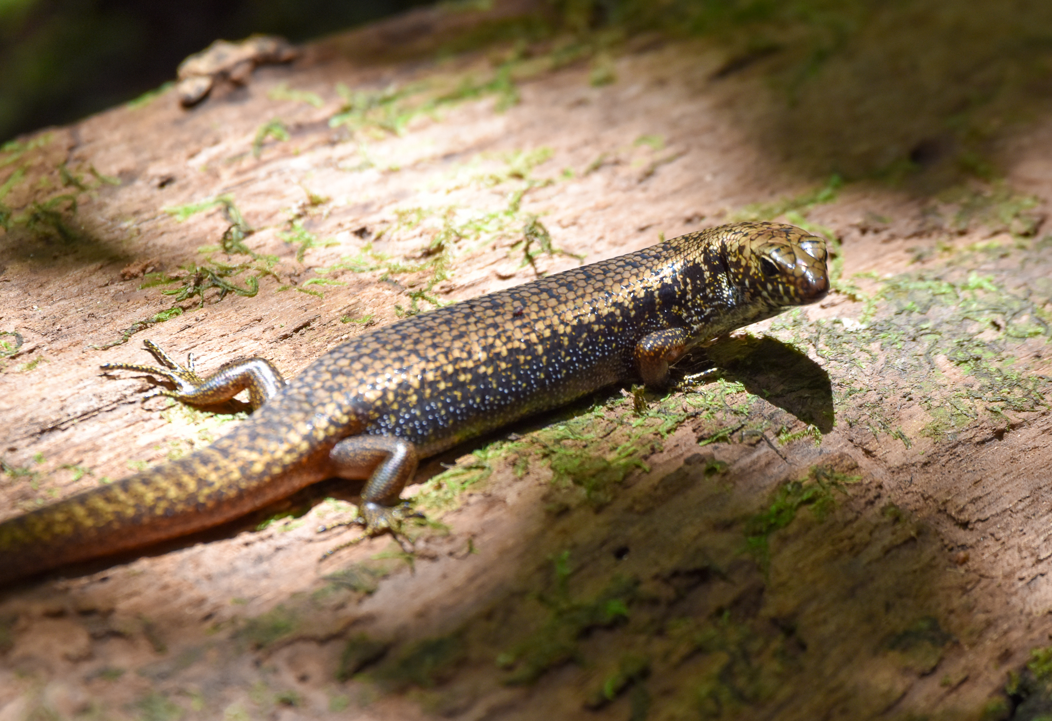 Murray's SKink