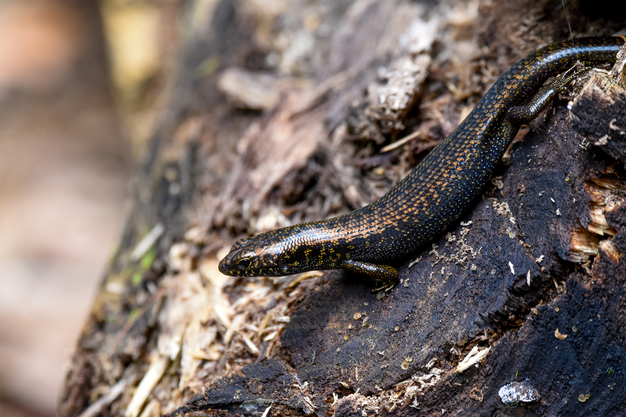 Murray's Skink