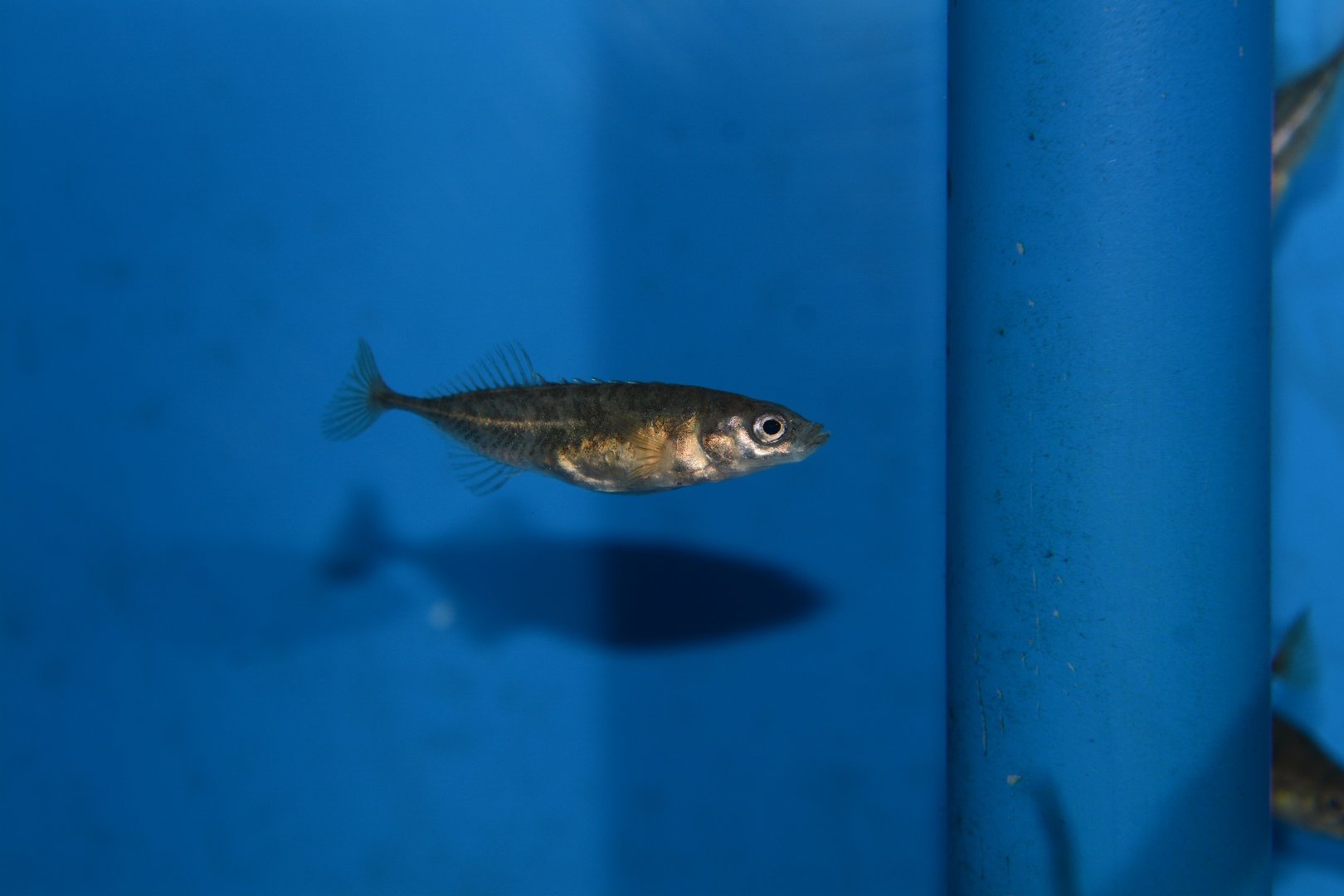 Musashi ninespine stickleback (Pungitius sp.)