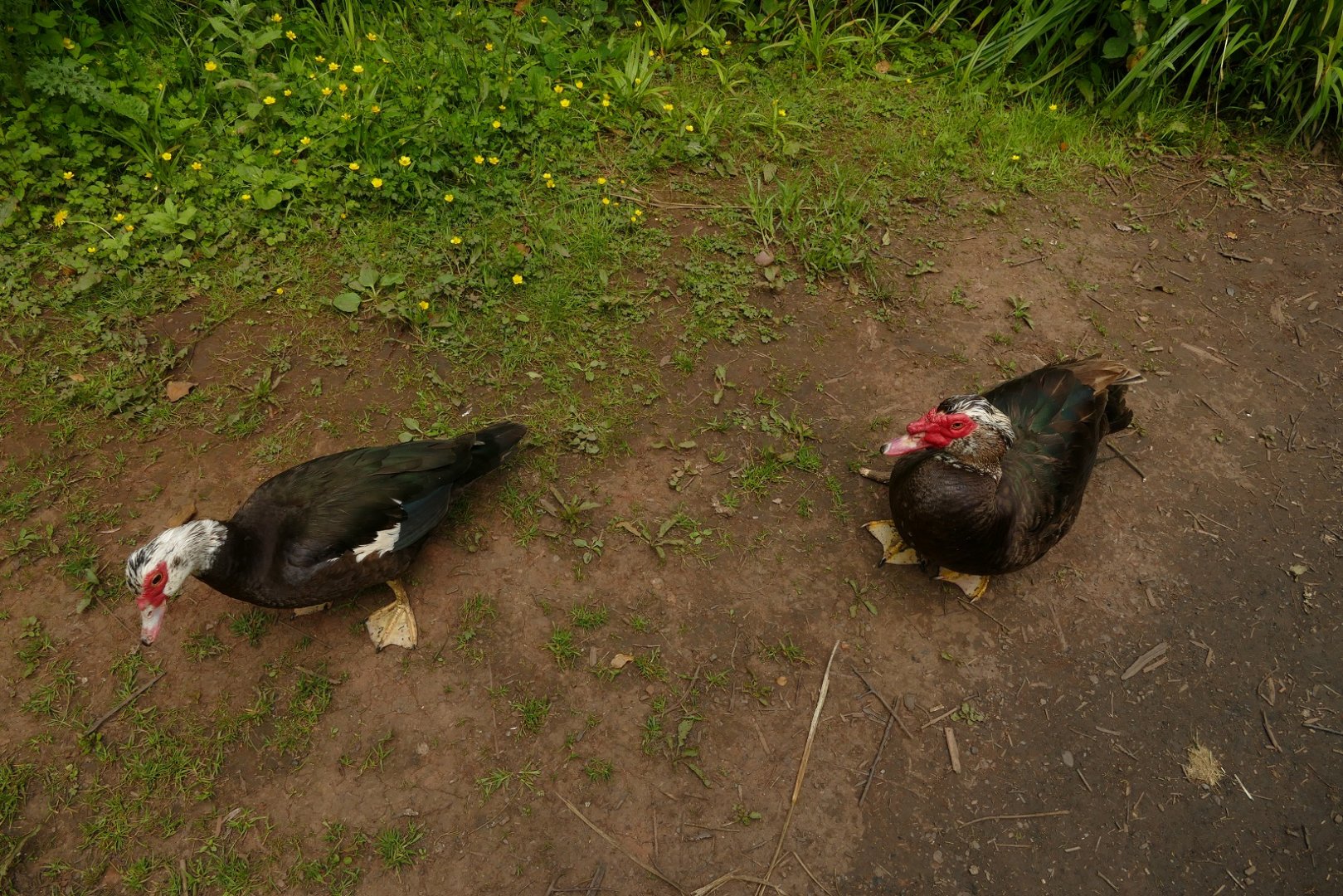 Muscovy duck and drake, Paignton, June 2021