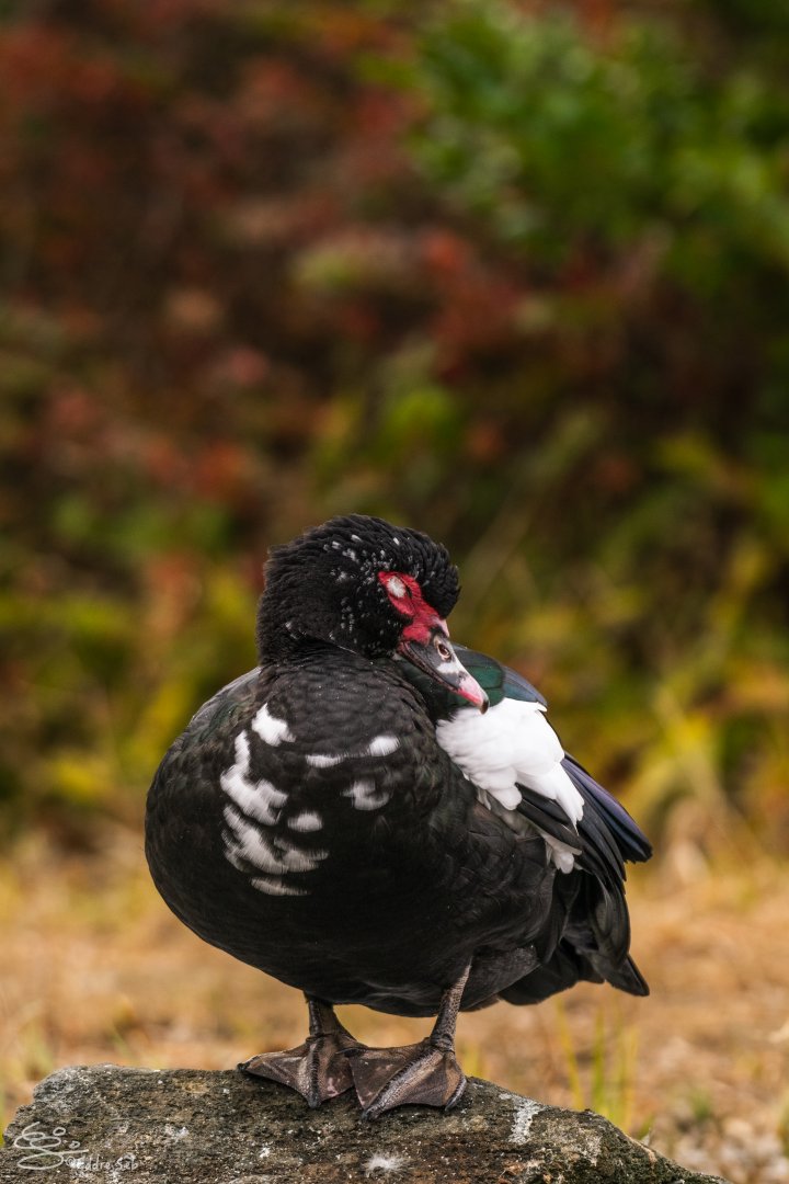 Muscovy Duck at Hinokicho Park