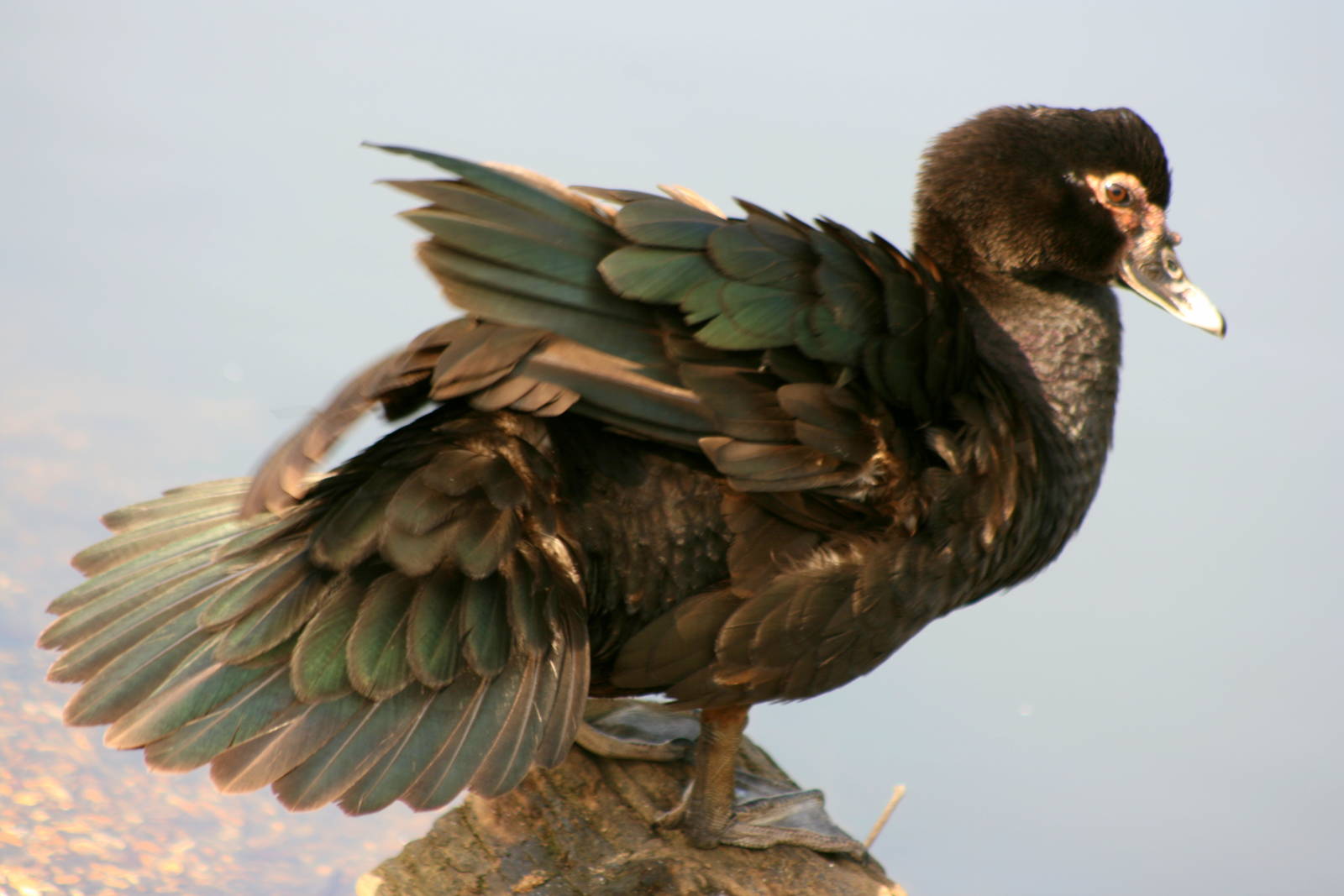 Muscovy duck; Barnes; 2nd June 2013