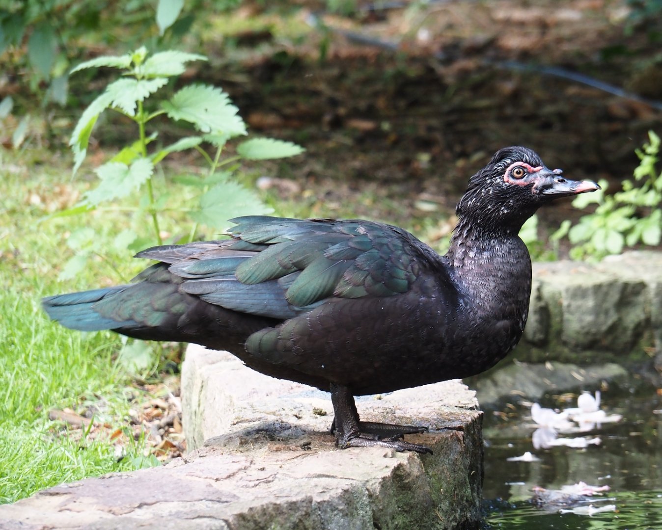 Muscovy duck (Cairina moschata), 2024-05-23