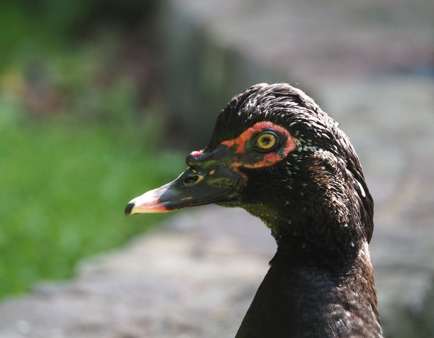 Muscovy duck (Cairina moschata), 2024-05-24