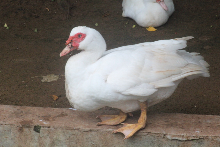 Muscovy duck (Cairina moschata domestica)
