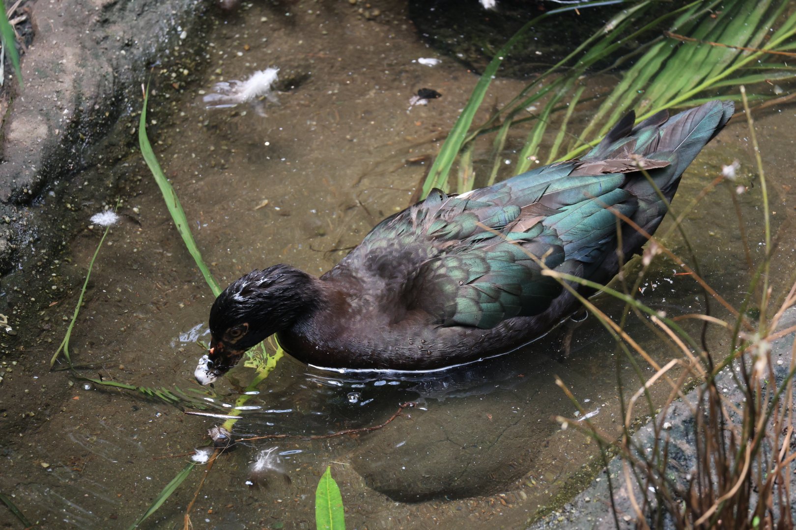 Muscovy duck (Cairina moschata) wild form