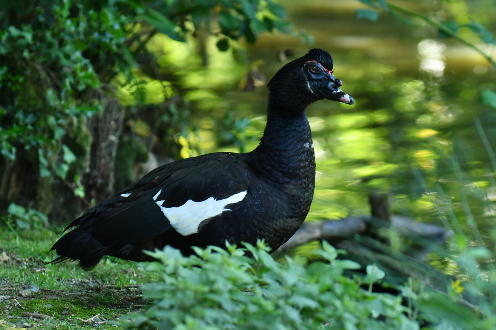 Muscovy Duck Cairina moschata