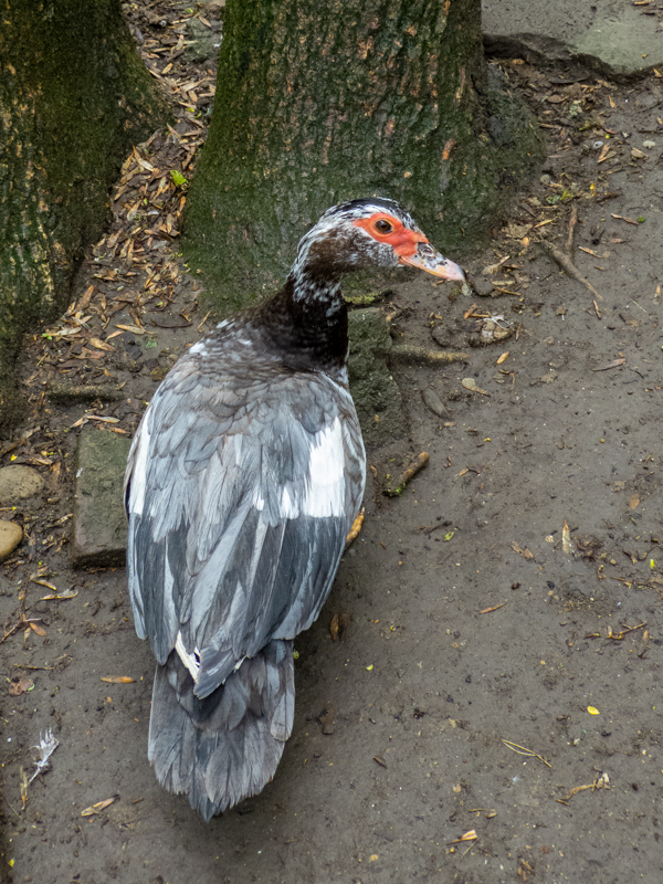 Muscovy duck / Cairina moschata
