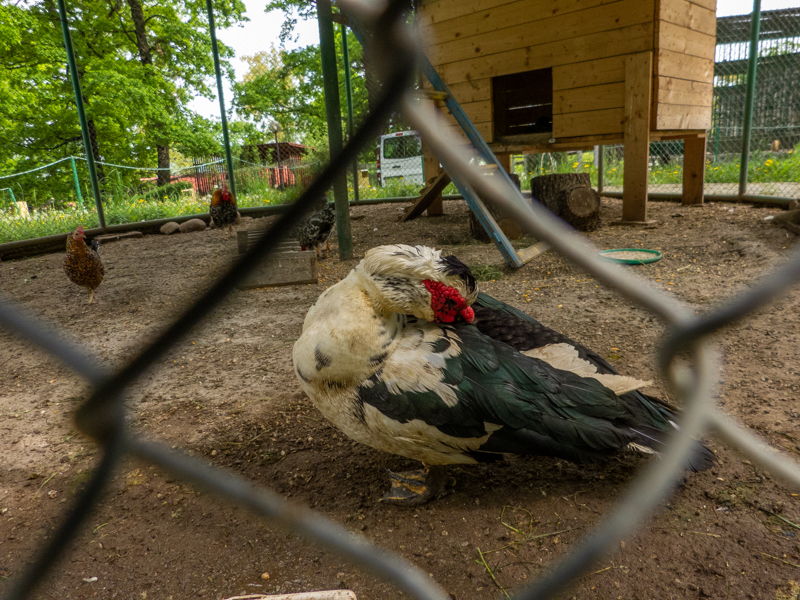 Muscovy duck (Cairina moschata