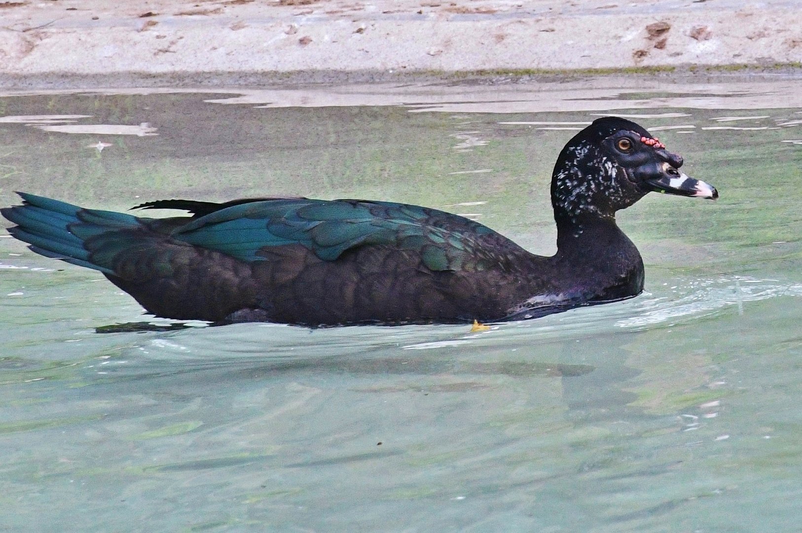 Muscovy Duck (Cairina moschata)