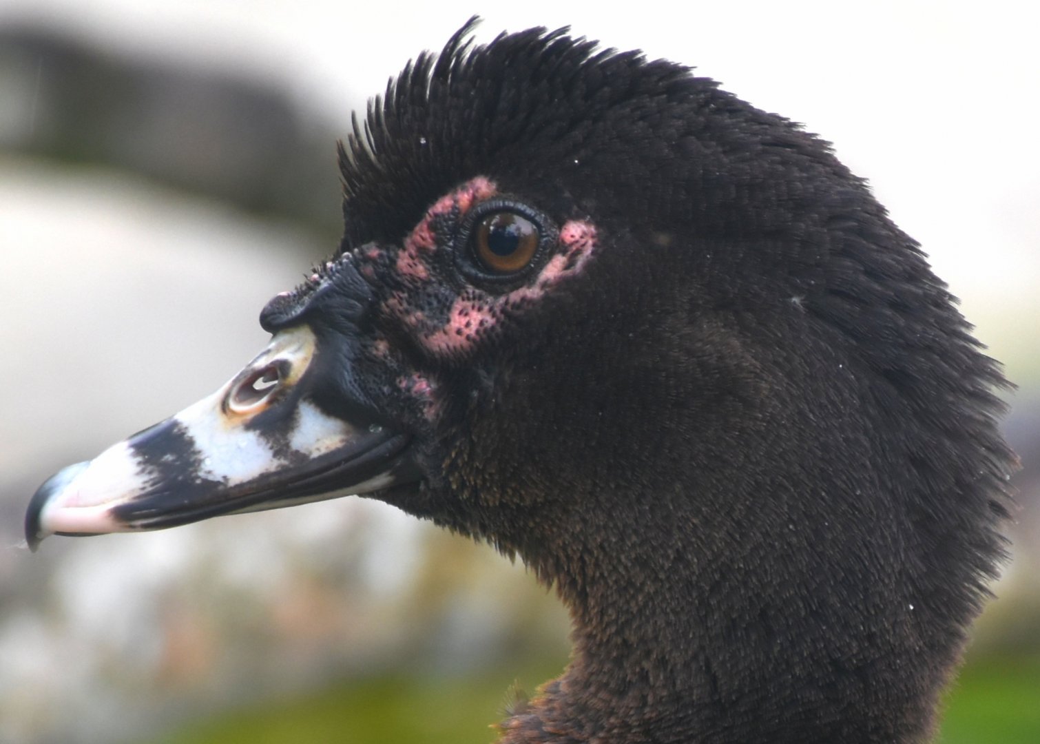 Muscovy Duck (Cairina moschata)