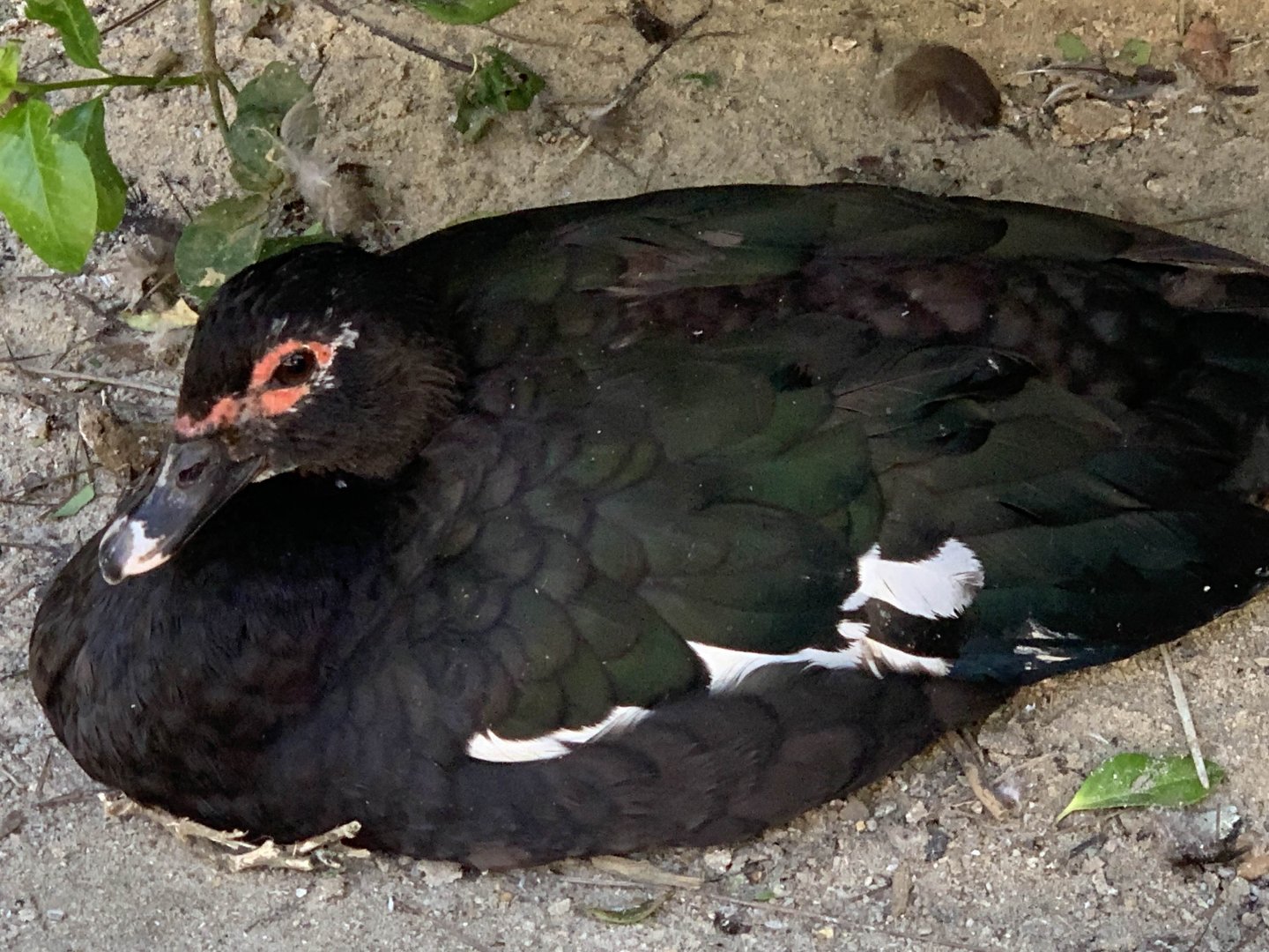 Muscovy Duck (Cairina moschata)