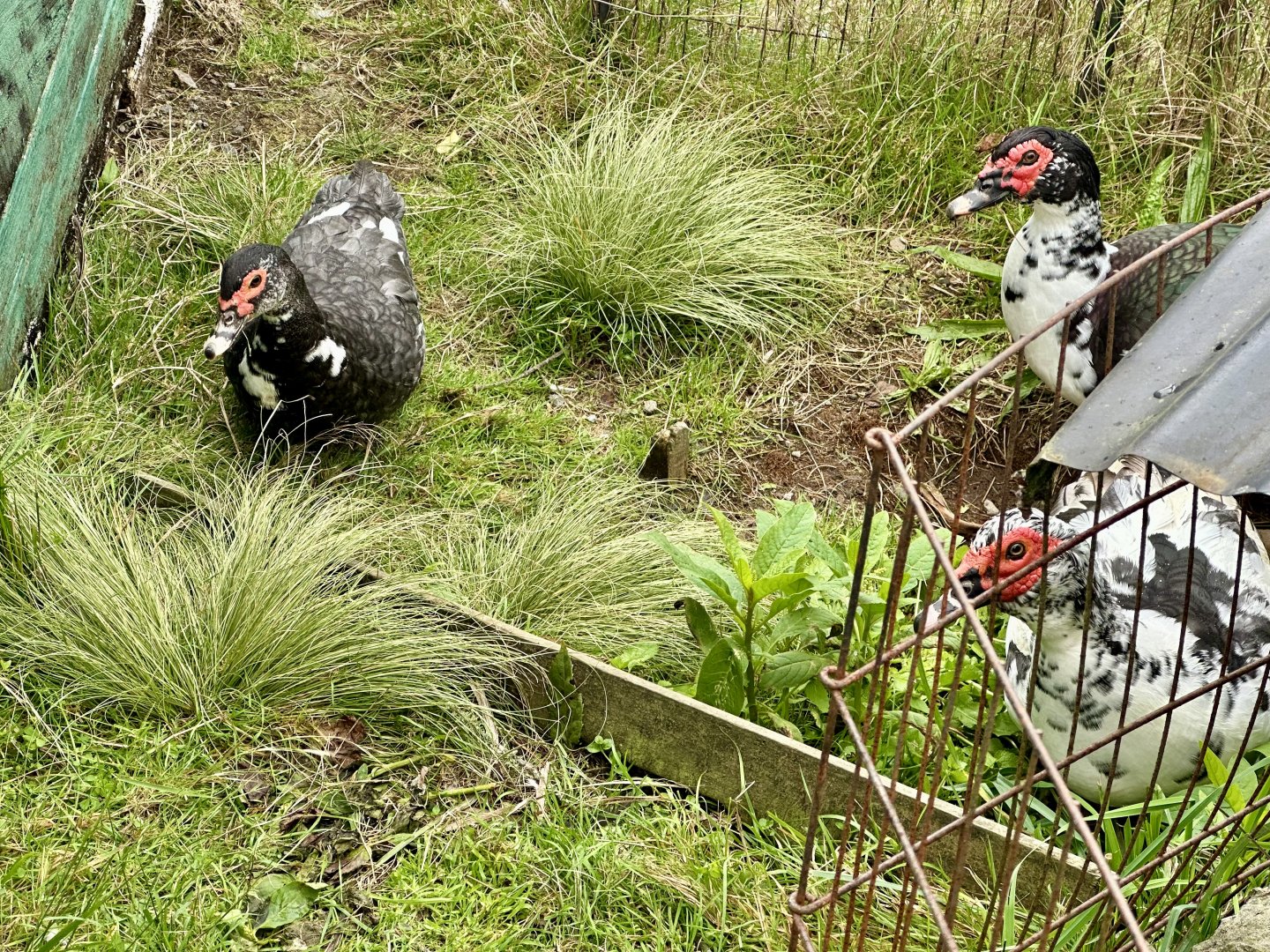Muscovy duck (Cairina moschata)