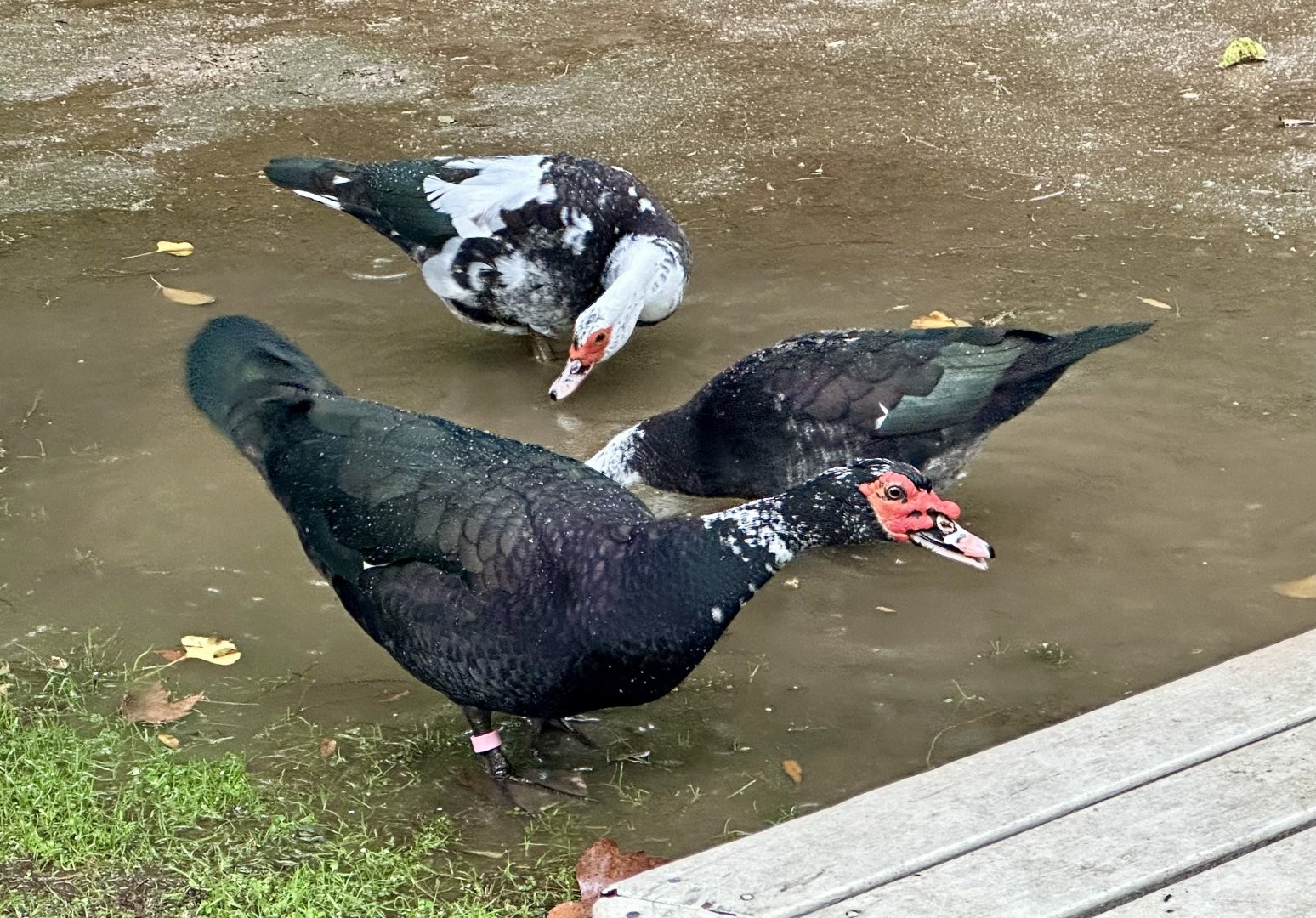 Muscovy duck (Cairina moschata)