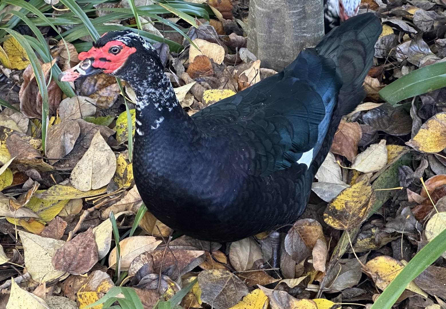 Muscovy duck (Cairina moschata)