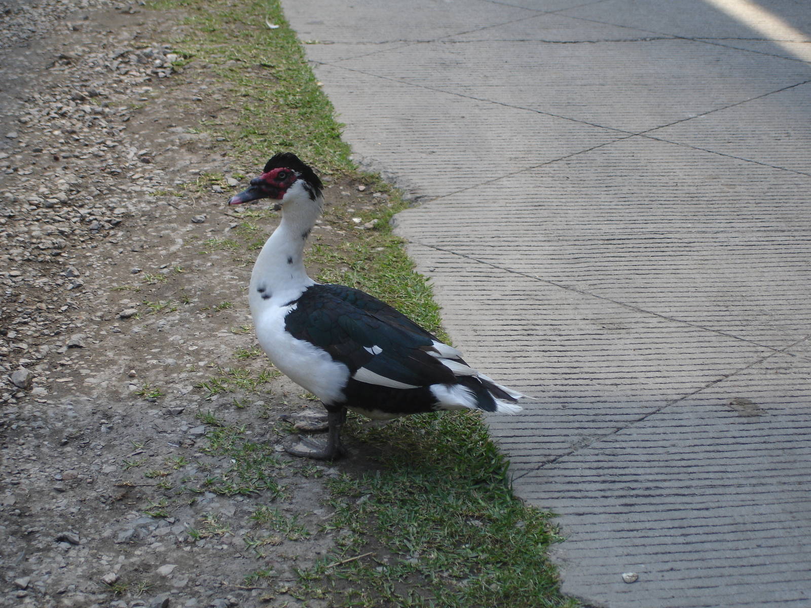 Muscovy Duck enjoying the fish