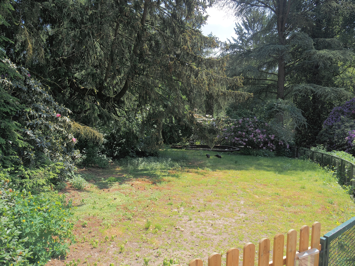 Muscovy duck exhibit, 2024-05-21