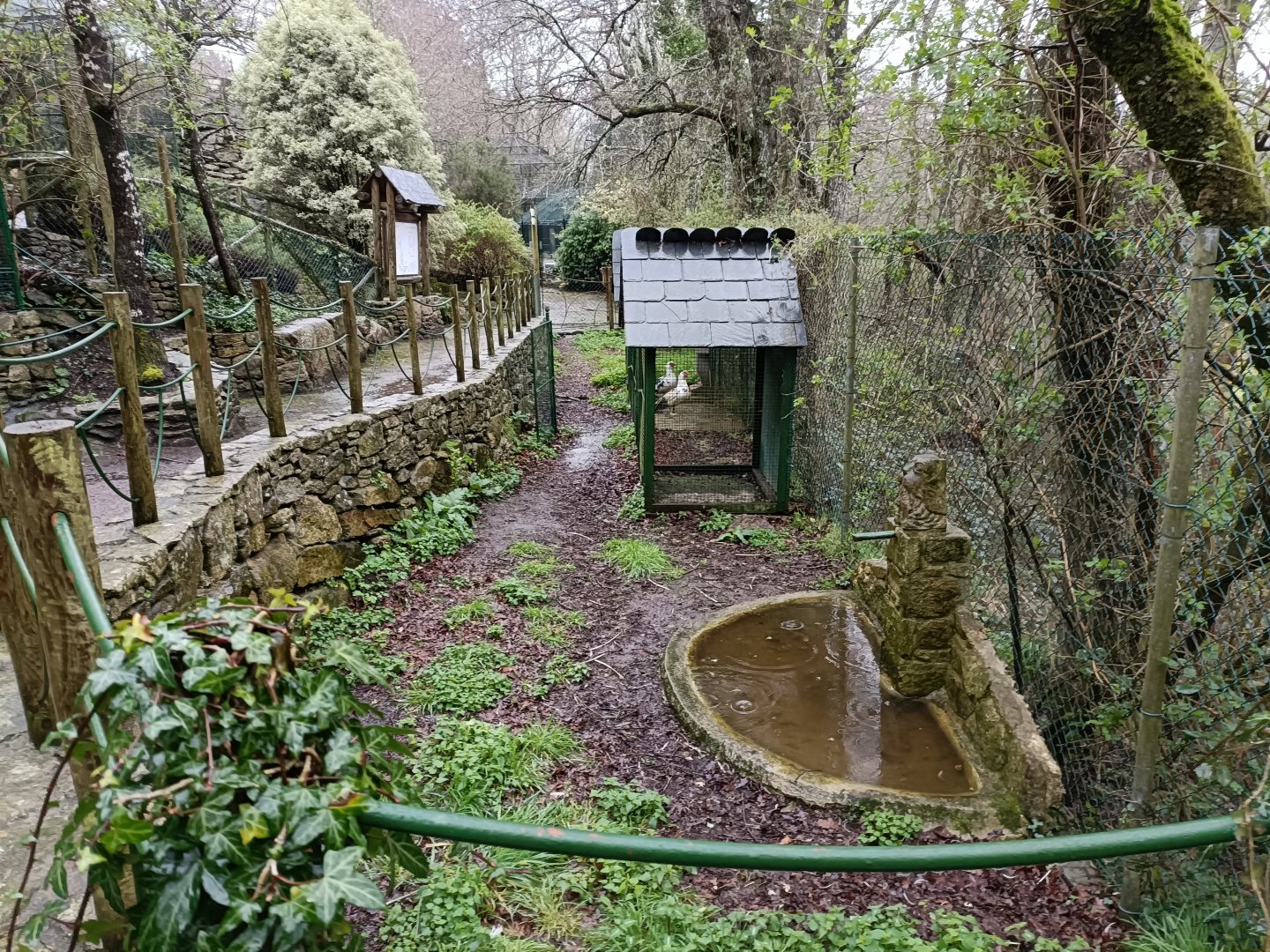 Muscovy duck exhibit - Avifauna Lugo