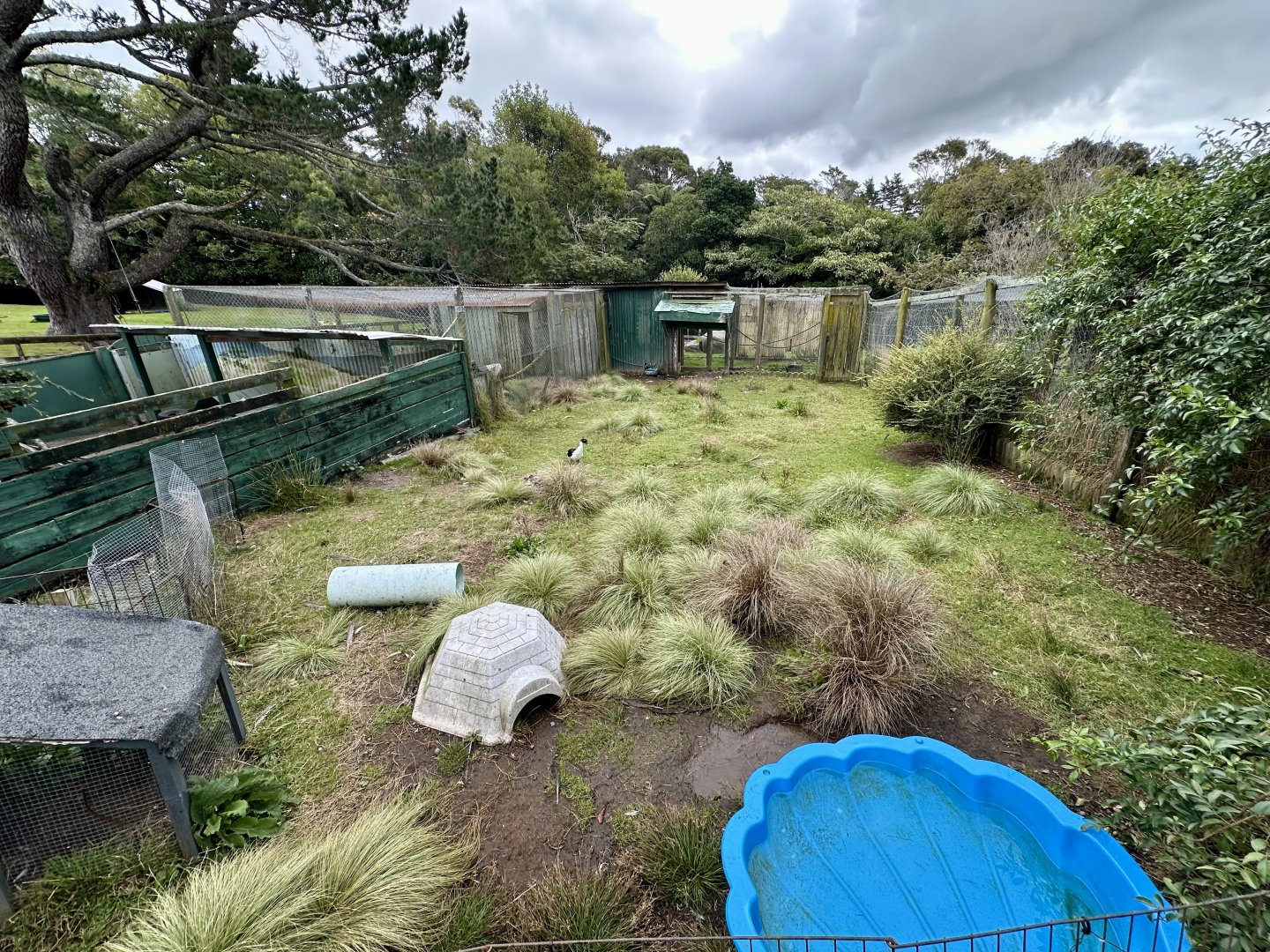 Muscovy Duck Exhibit