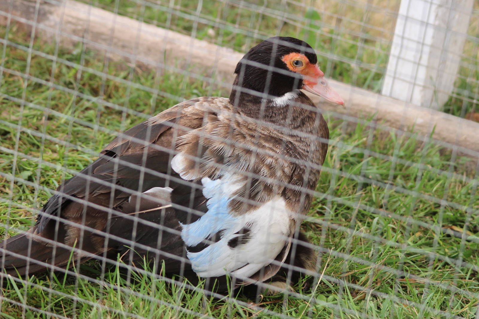 Muscovy Duck; Horowhenua A P I Show