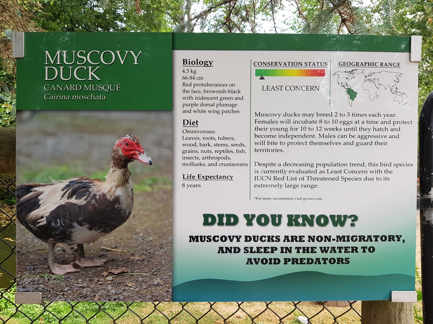 Muscovy Duck Sign