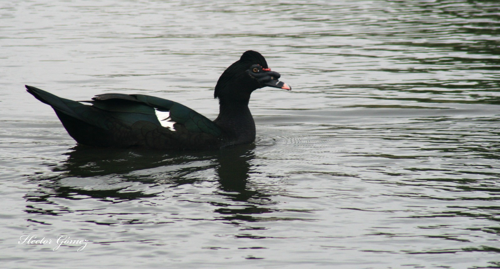 Muscovy Duck (wild form)