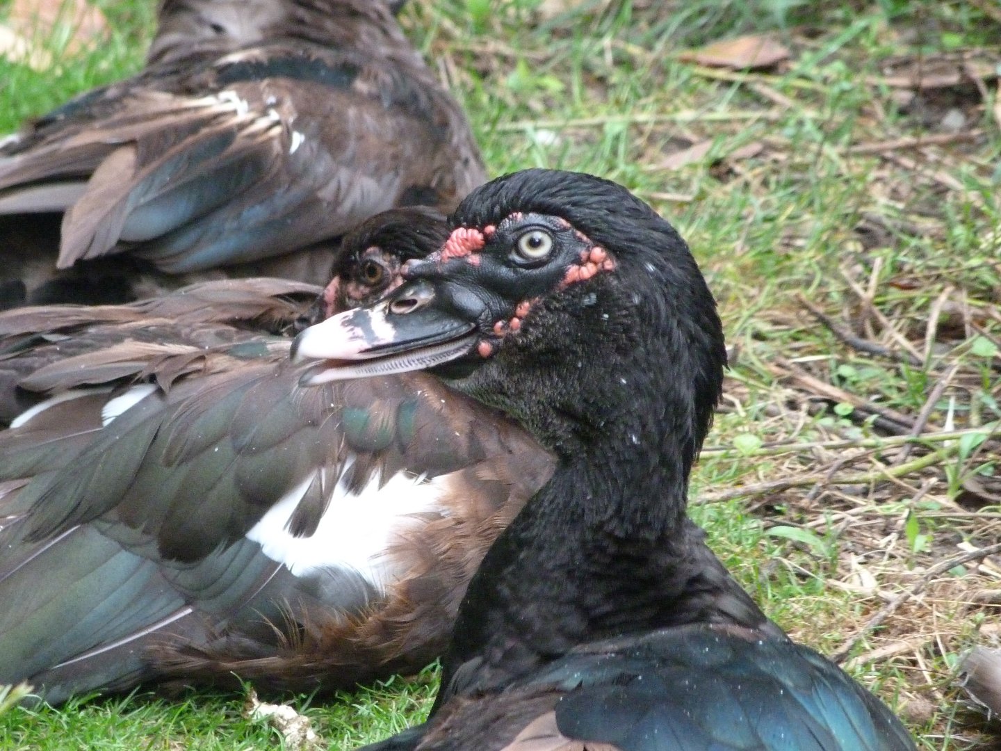 Muscovy duck -Zoo Praha (2025)