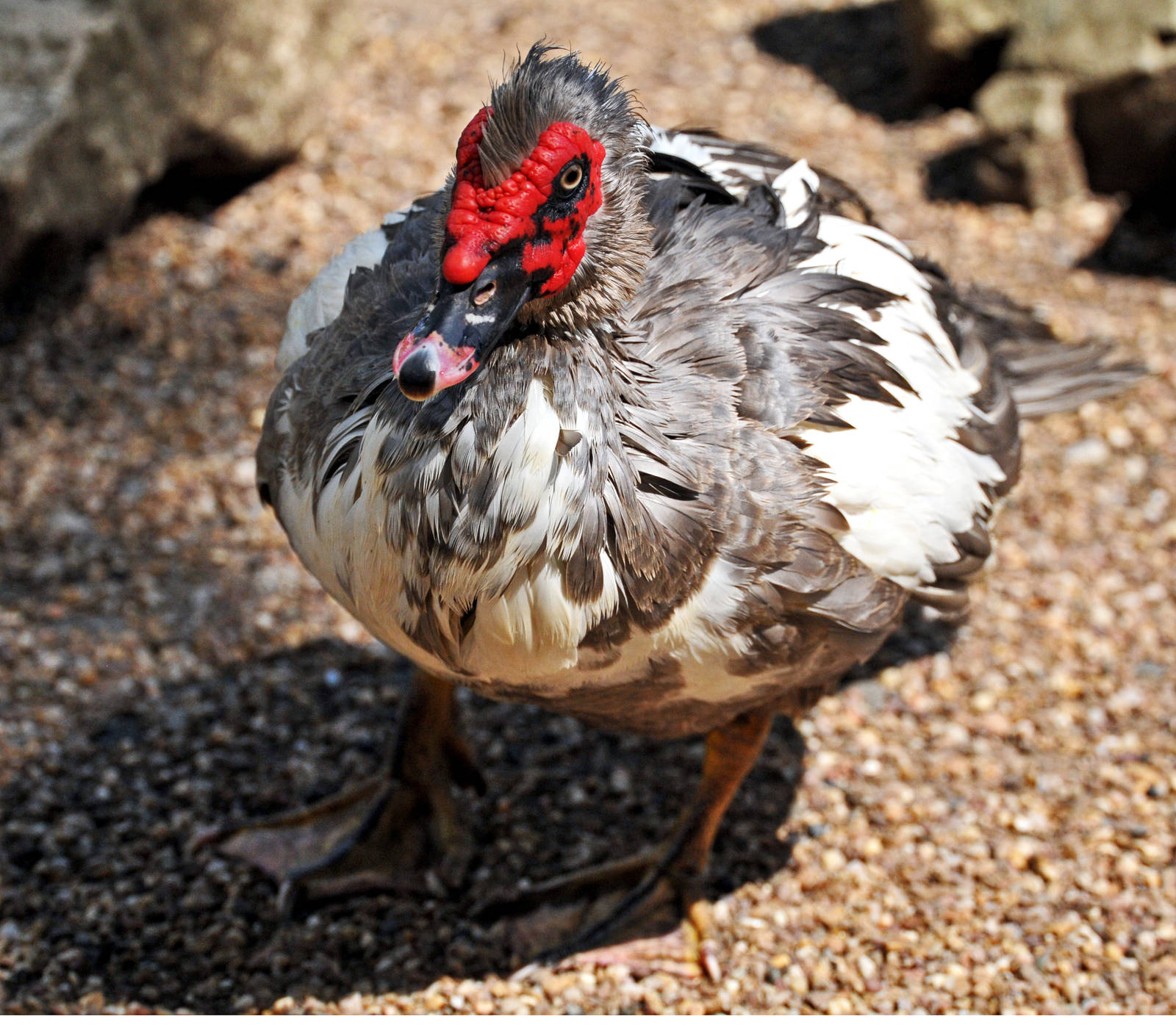 MUSCOVY DUCK