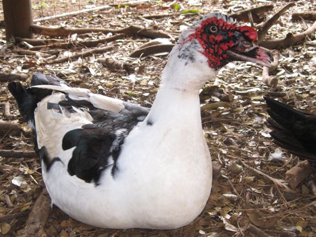 Muscovy Duck