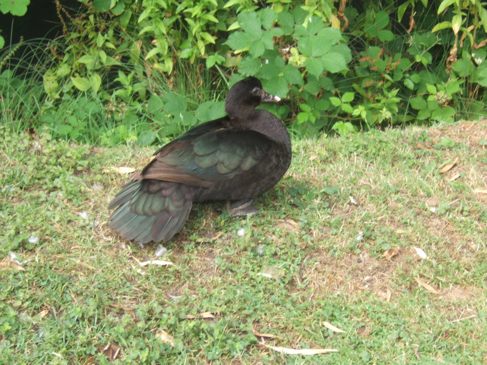 Muscovy Duck