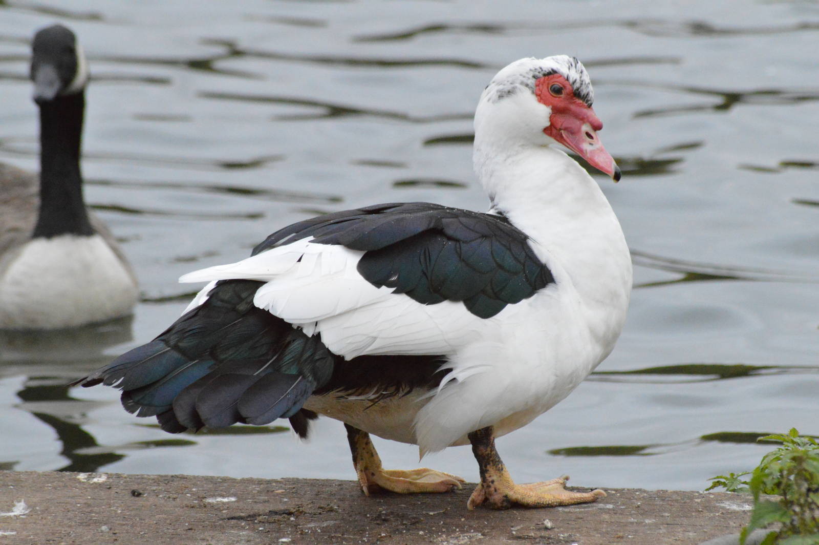 Muscovy duck
