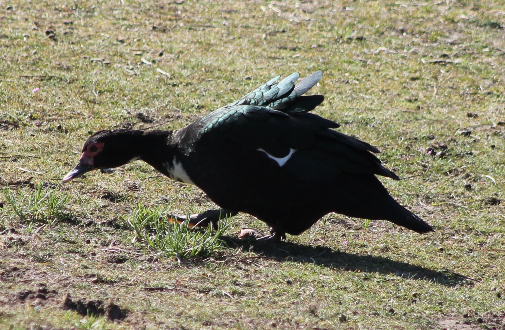 Muscovy duck