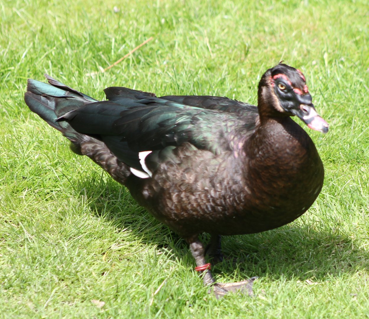 Muscovy duck