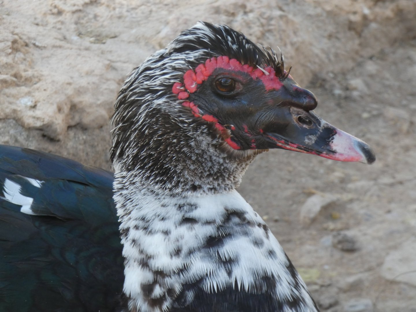 Muscovy Duck