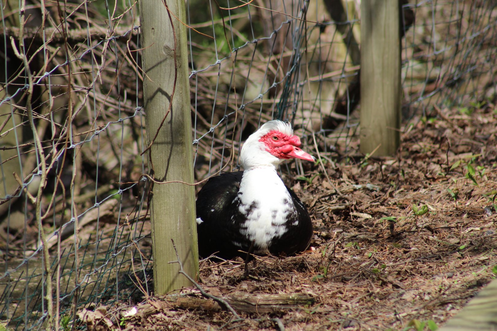 Muscovy Duck