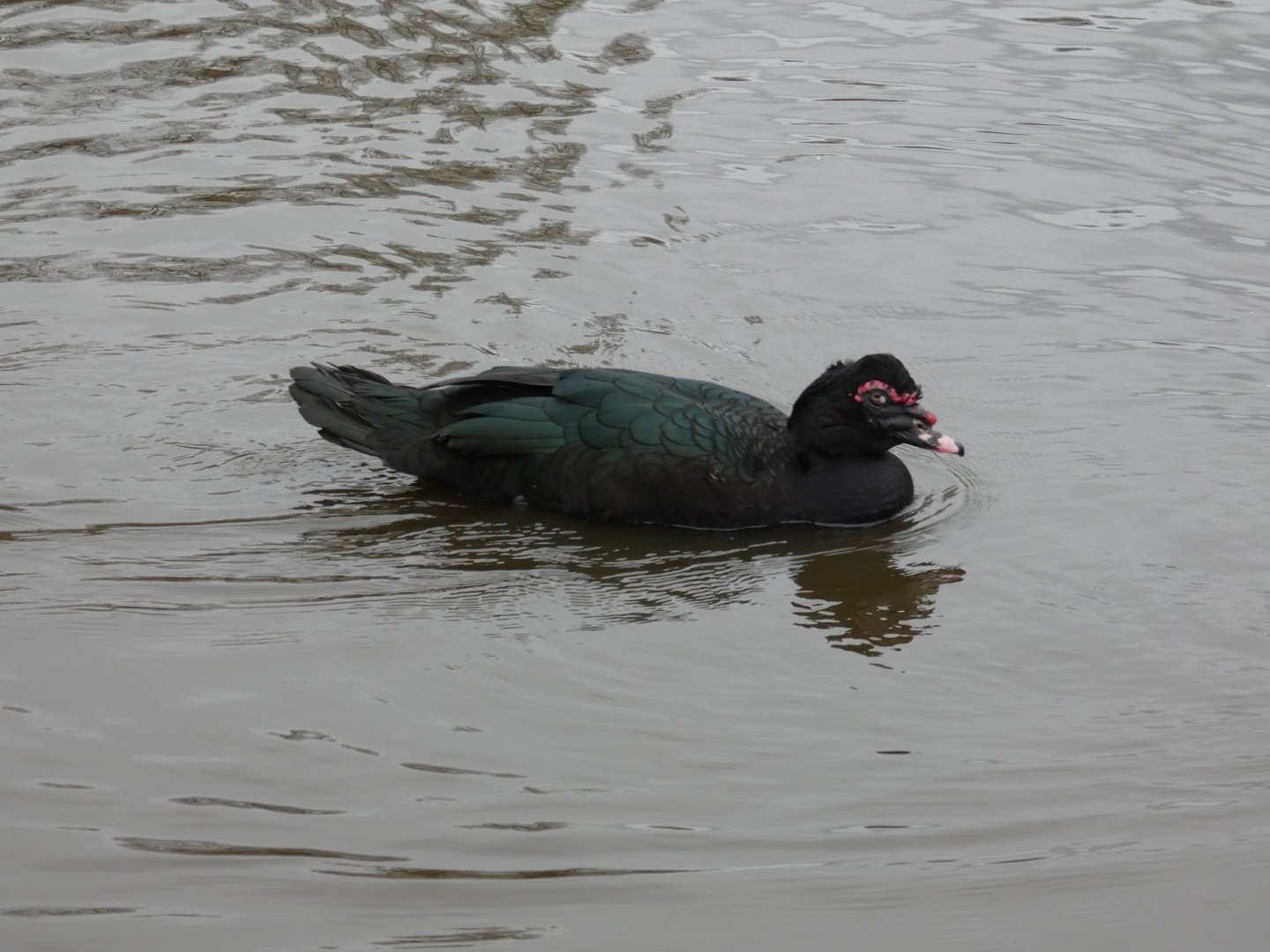 Muscovy duck