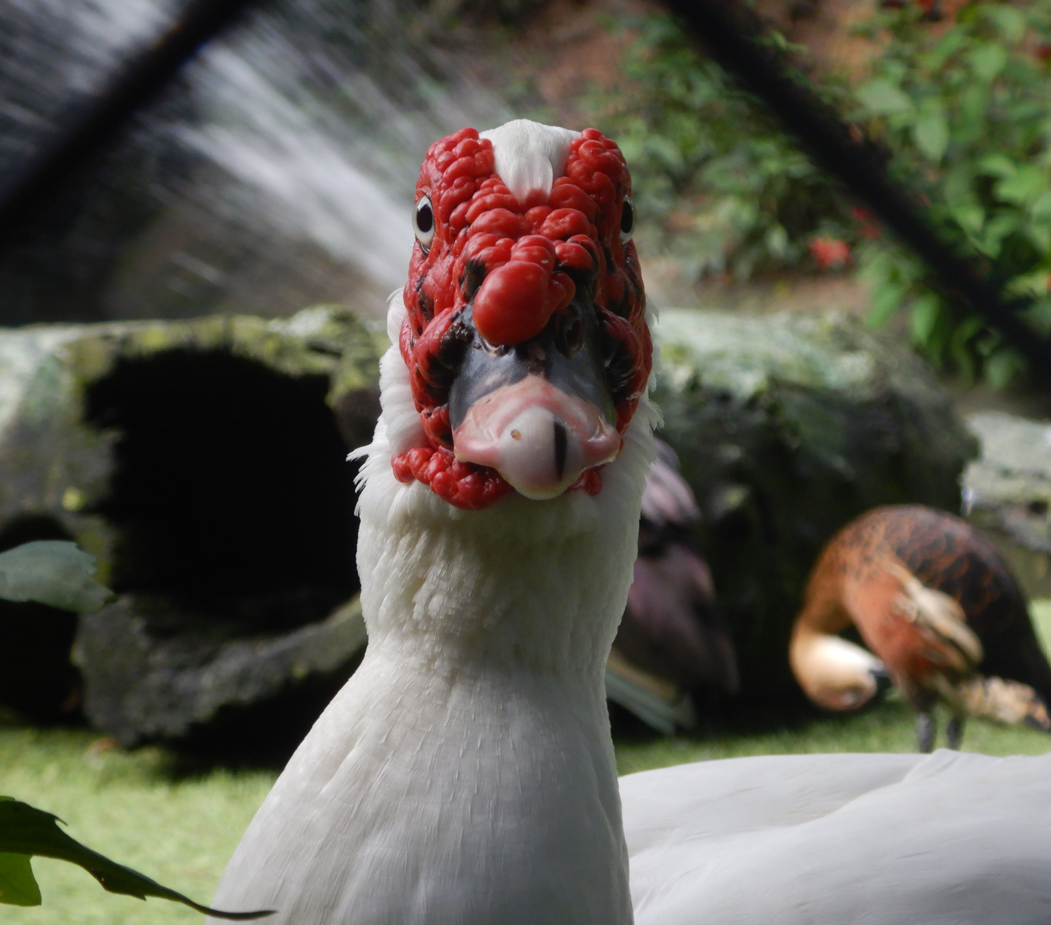 Muscovy Duck