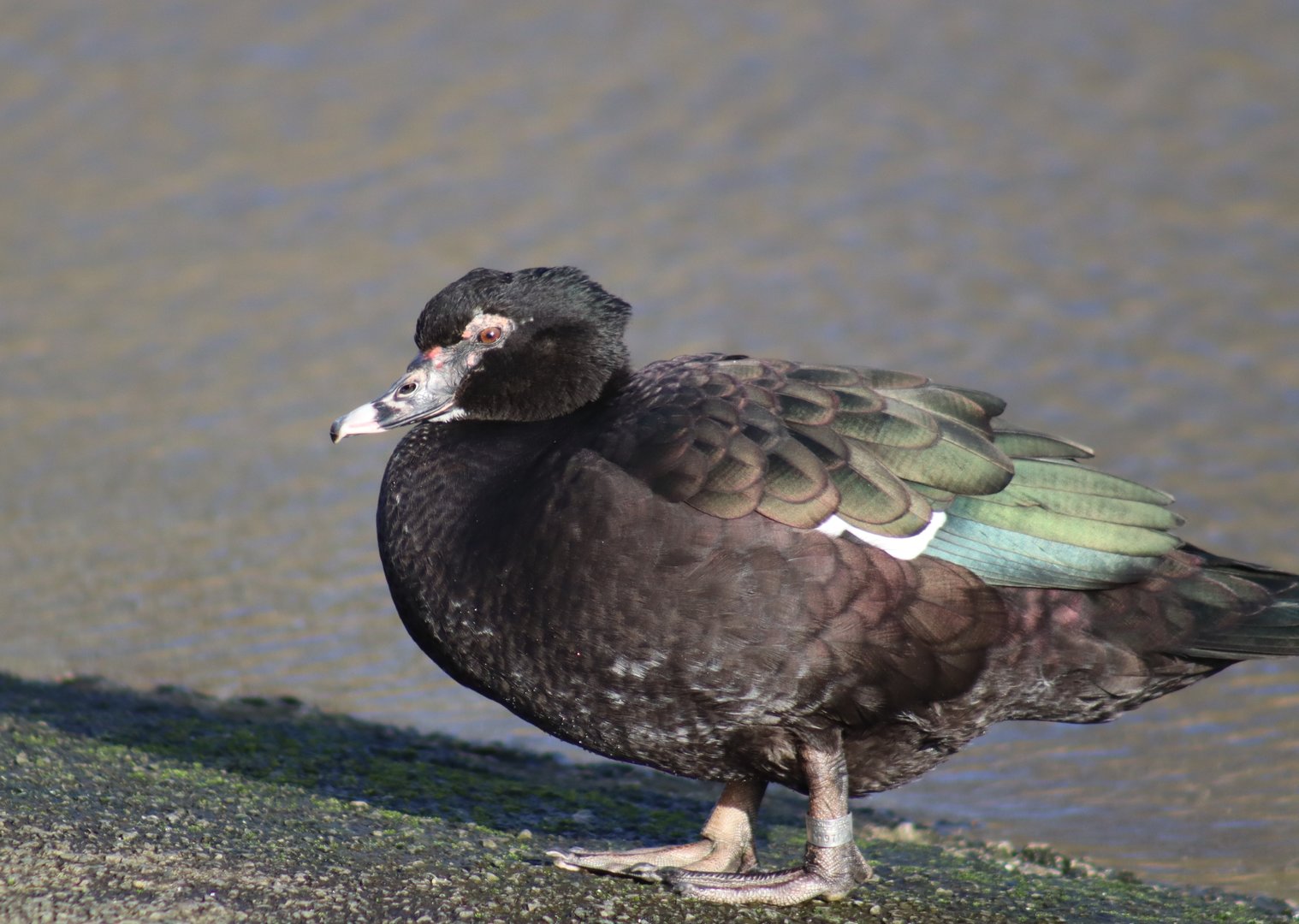 Muscovy Duck