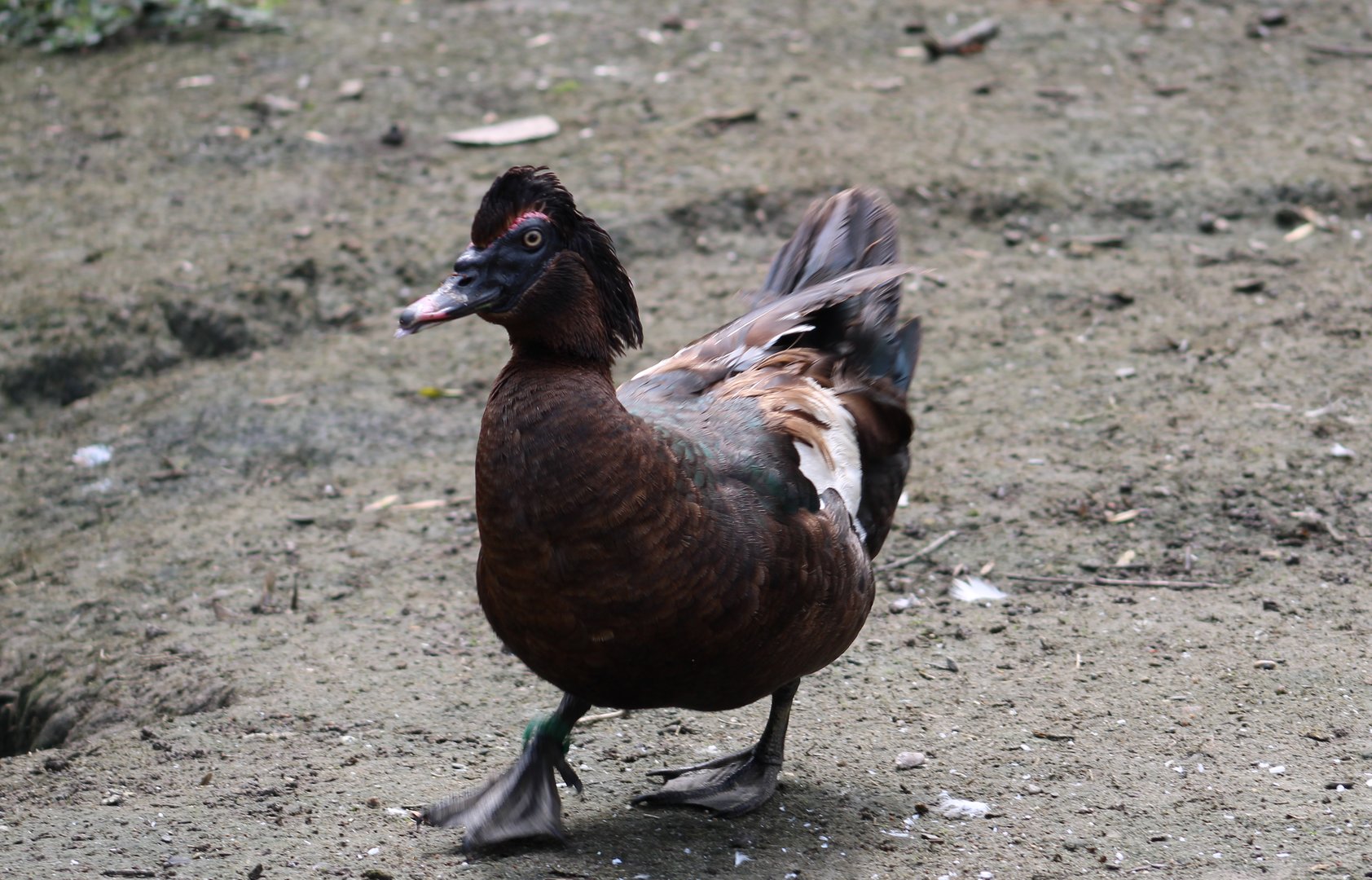 Muscovy duck