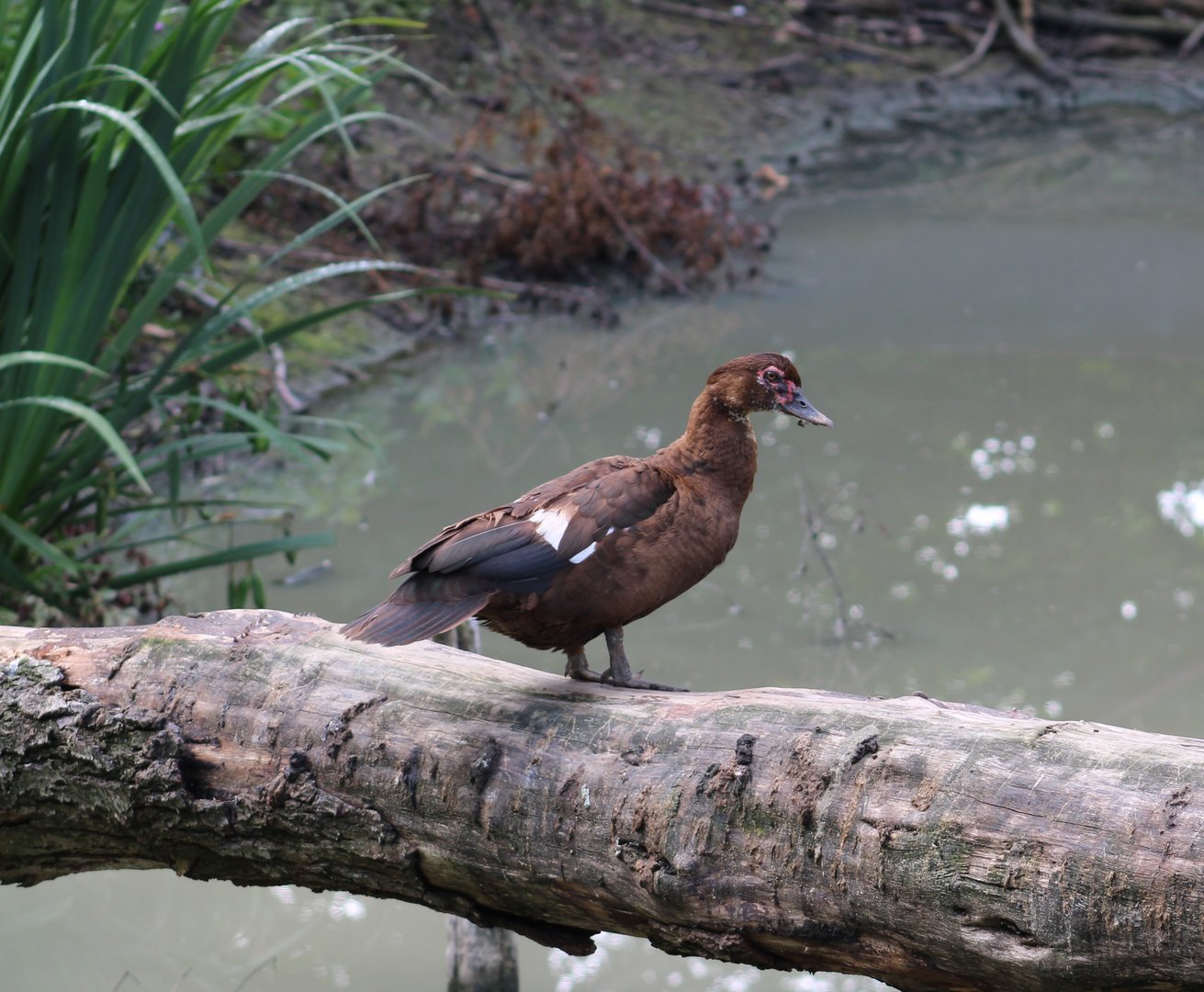 Muscovy duck