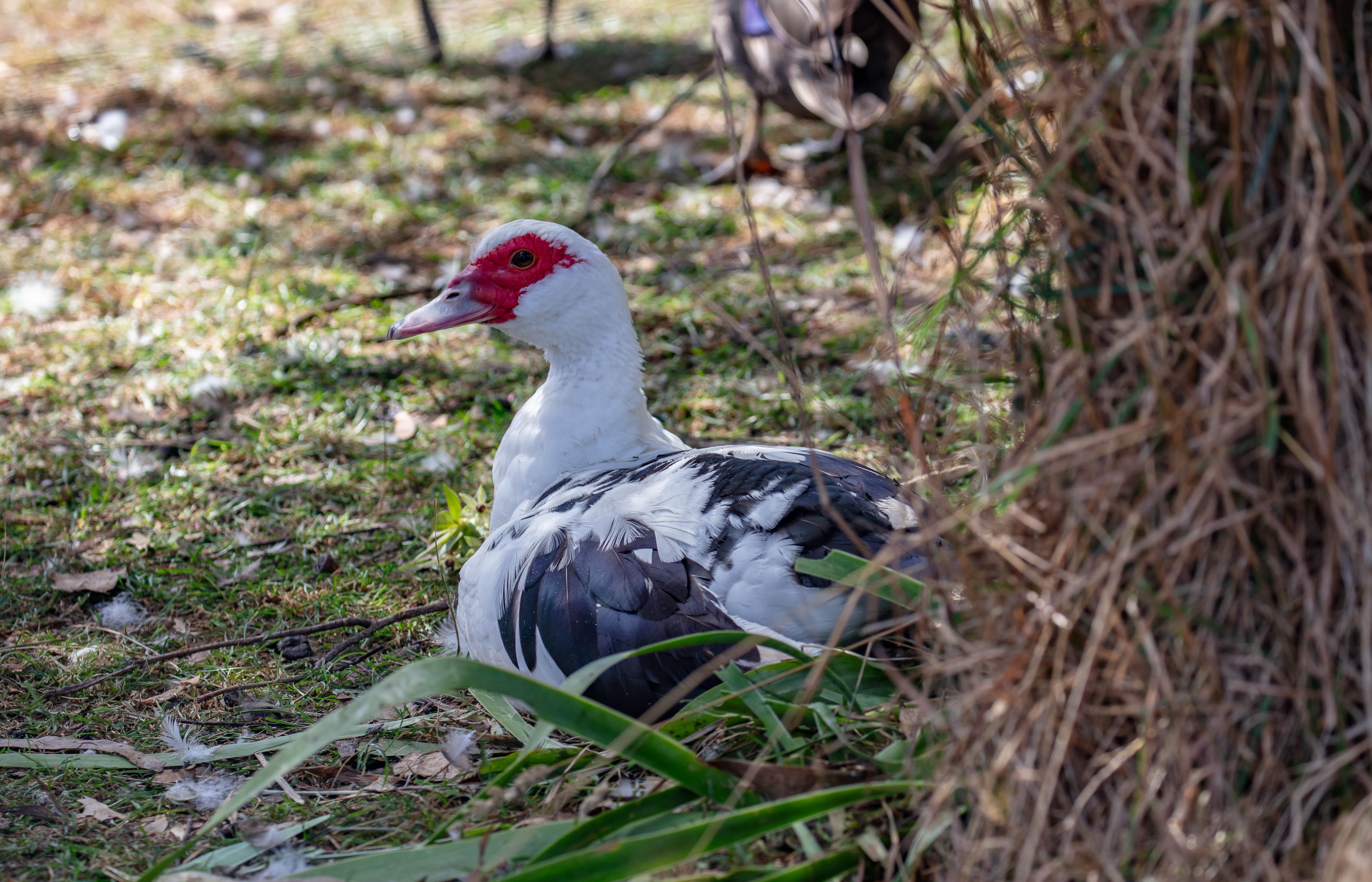 Muscovy Duck