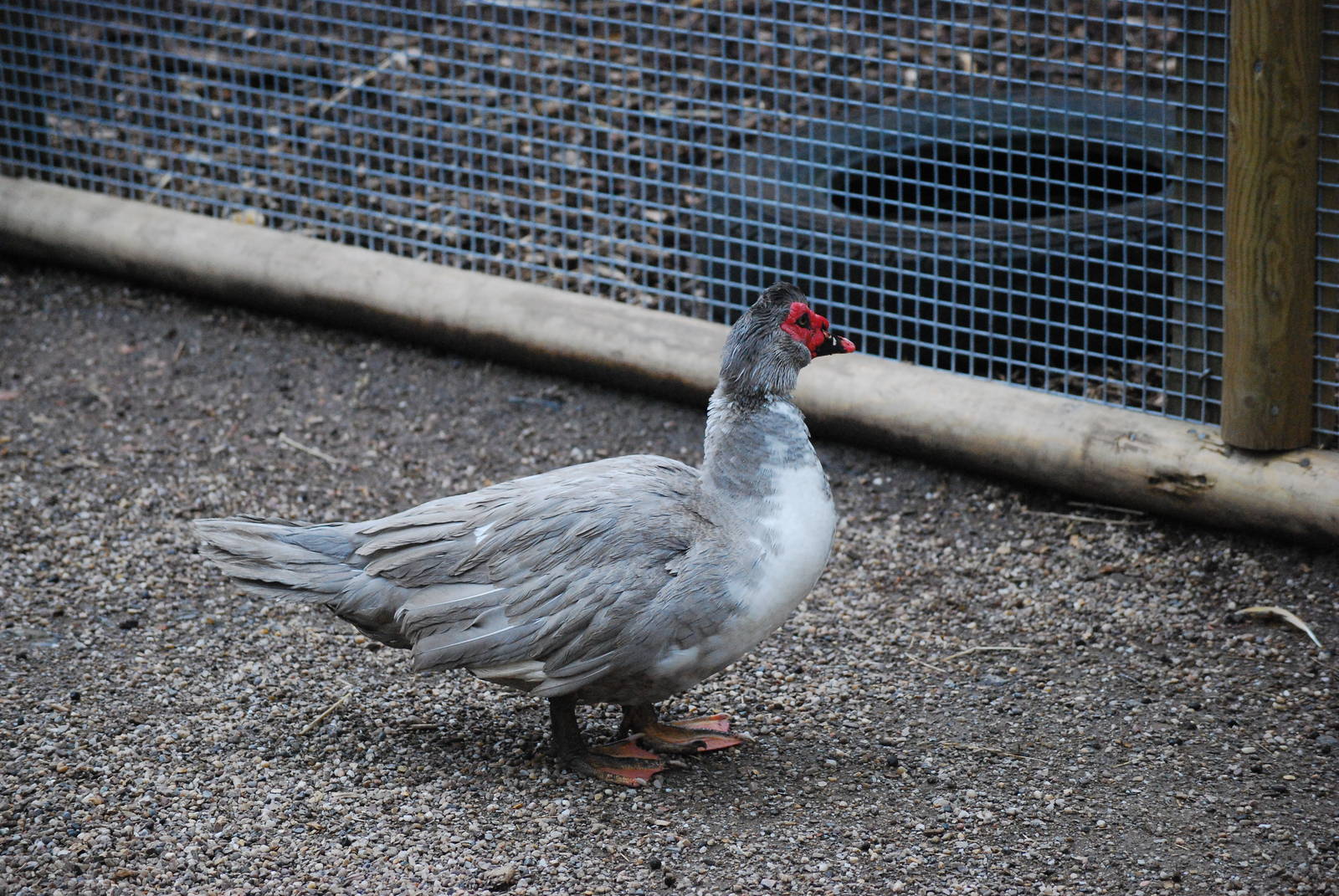muscovy duck