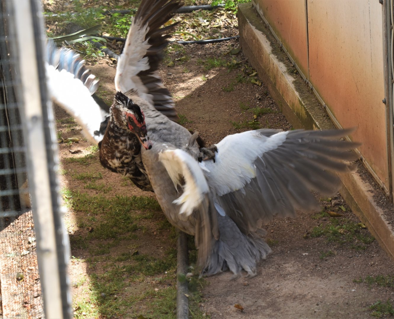 Muscovy ducks fighting