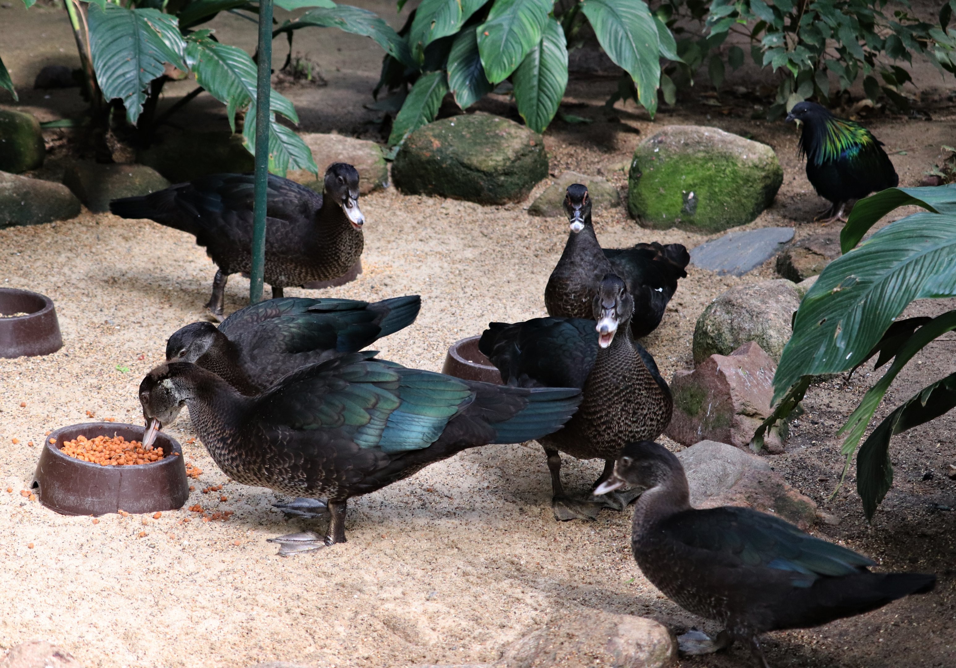Muscovy ducks in the Jungle trail