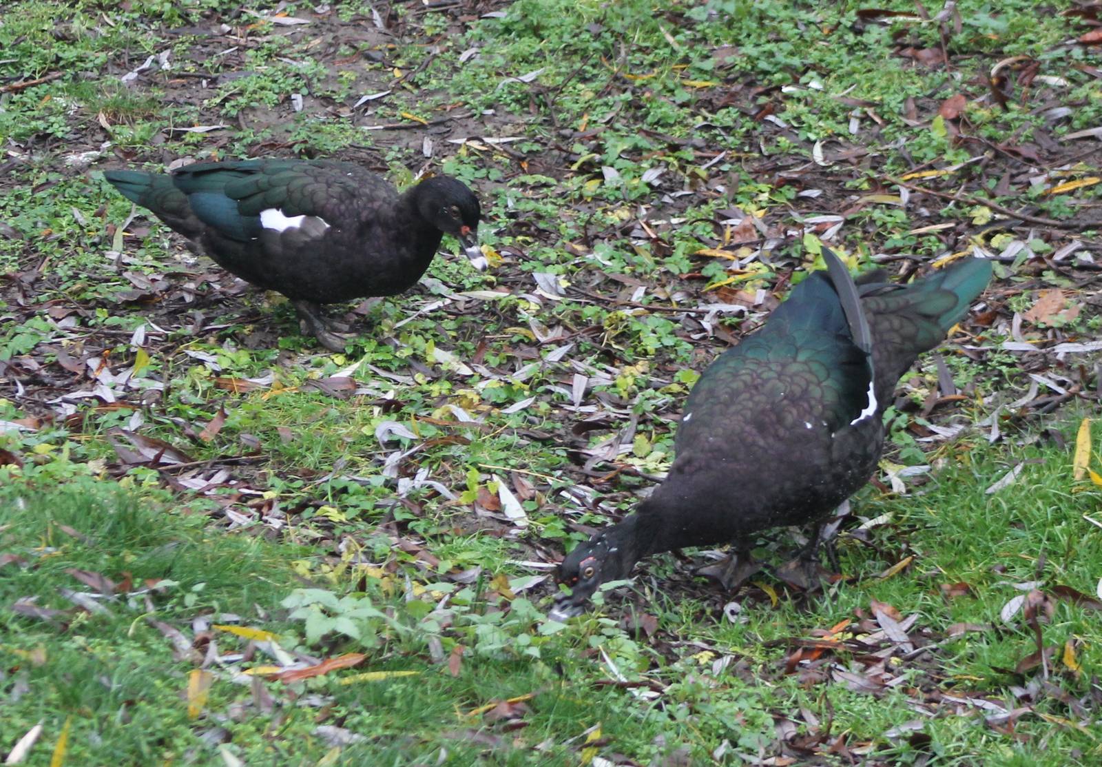 Muscovy ducks