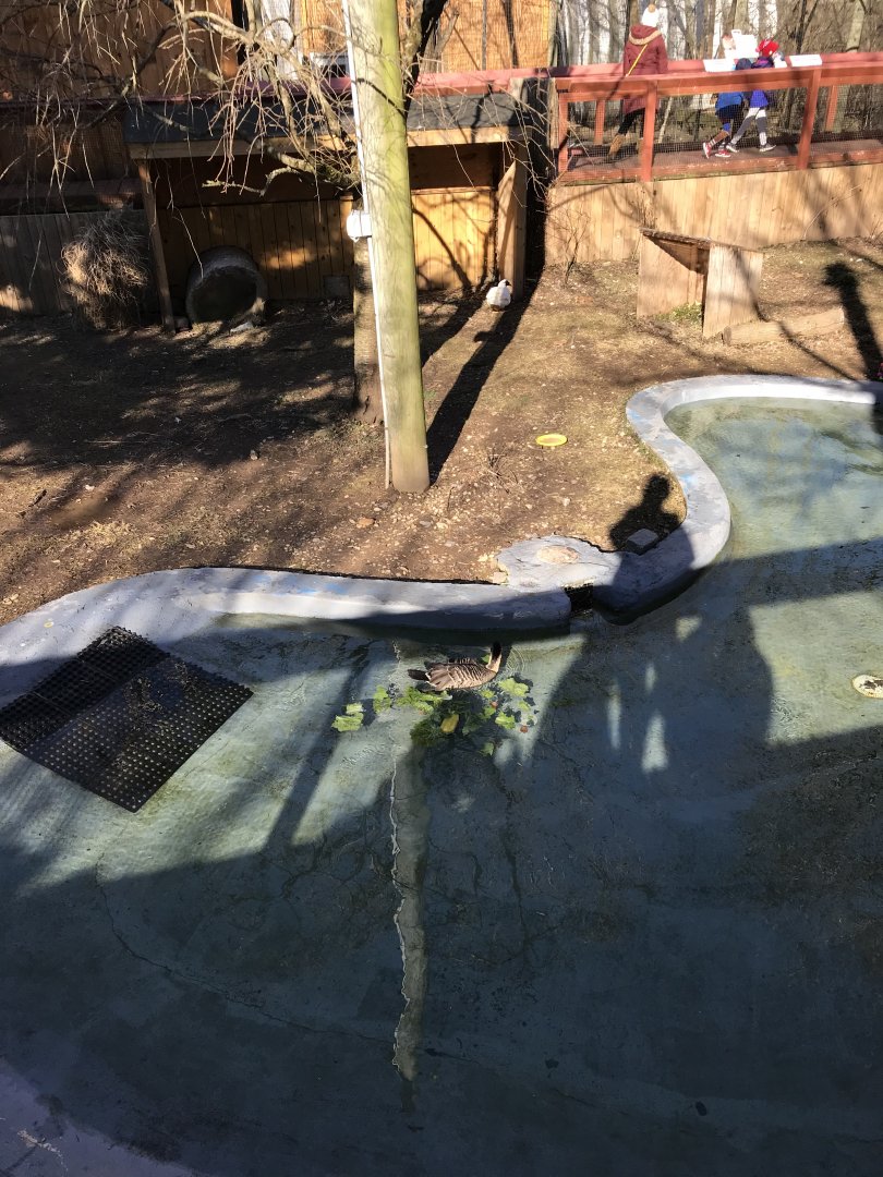 Muscovy/nene exhibit