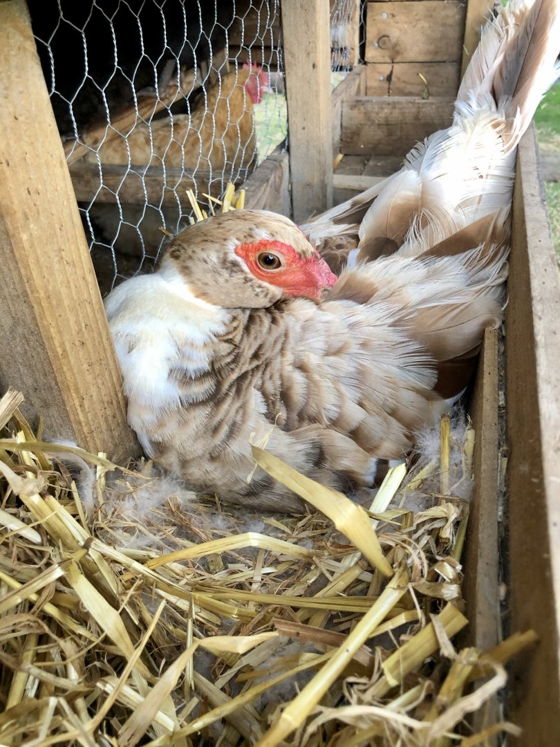 Muscovy sitting on guinea fowl eggs