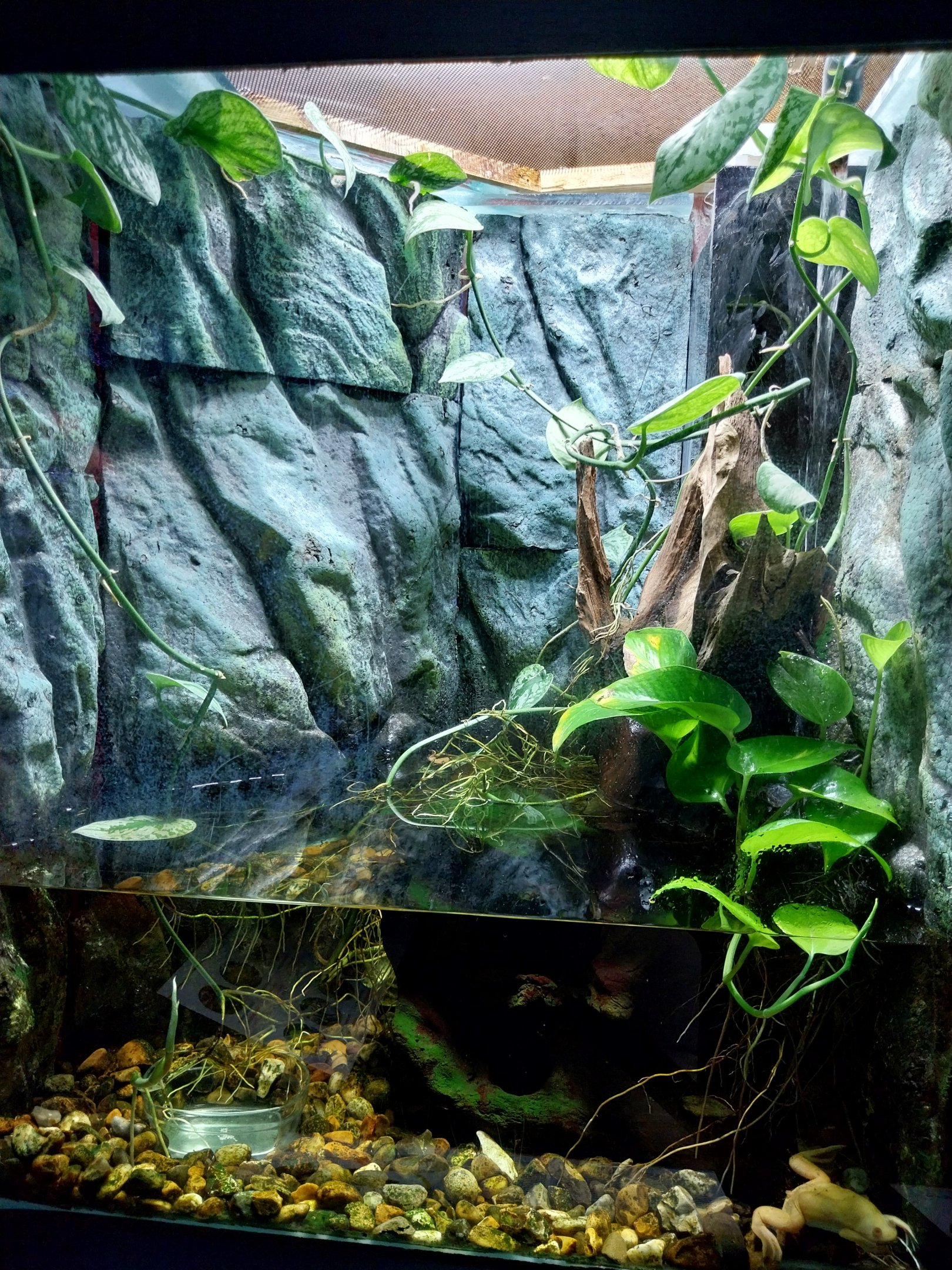 Musée d'histoire naturelle et Vivarium Tournai - African Clawed Frog (Xenopus laevis)